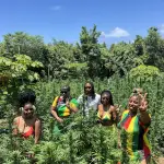 Weed Farm Tour