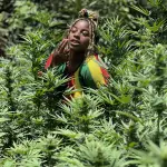 Weed Farm Tour - Image 3